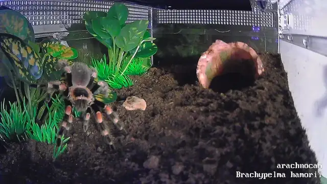 Live-Webcam: Brachypelma hamorii