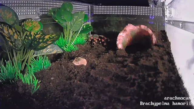 Live-Webcam: Brachypelma hamorii